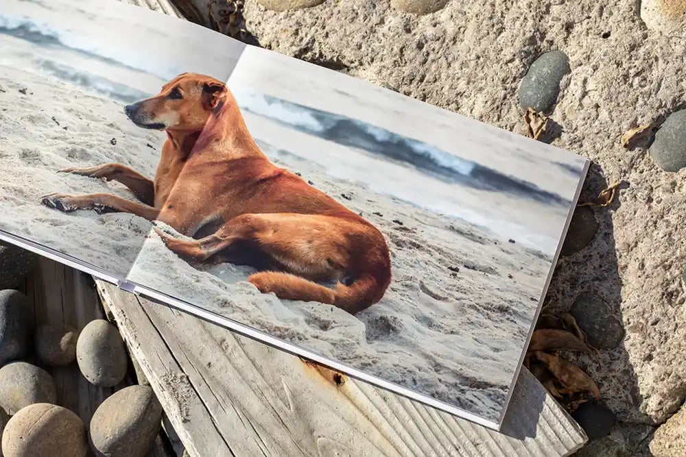 Pet memories books honor your furry friends