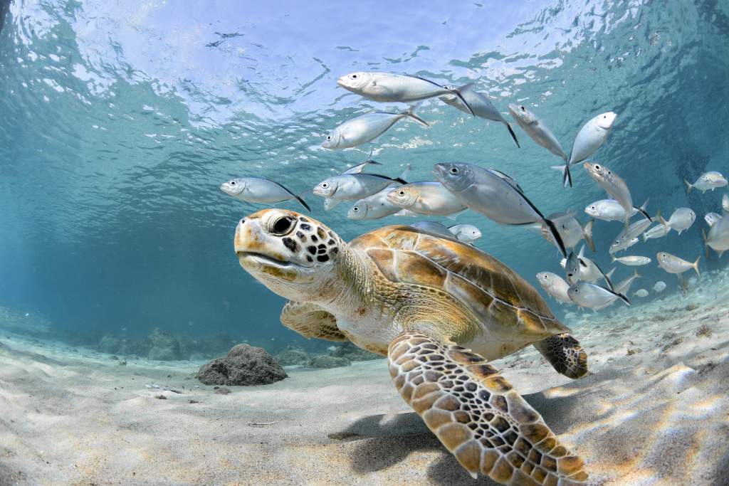 A turtle and school of fish swim in clear shallow water during an underwater photography shoot.