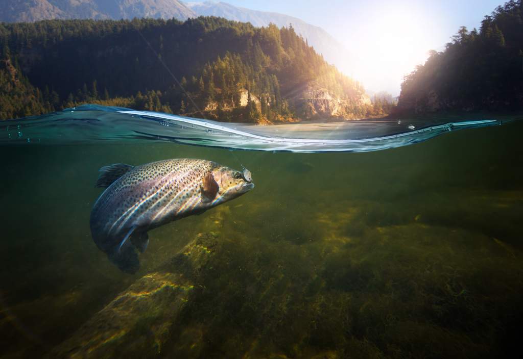 Half underwater photo of a fish swimming below and mountain landscape above.