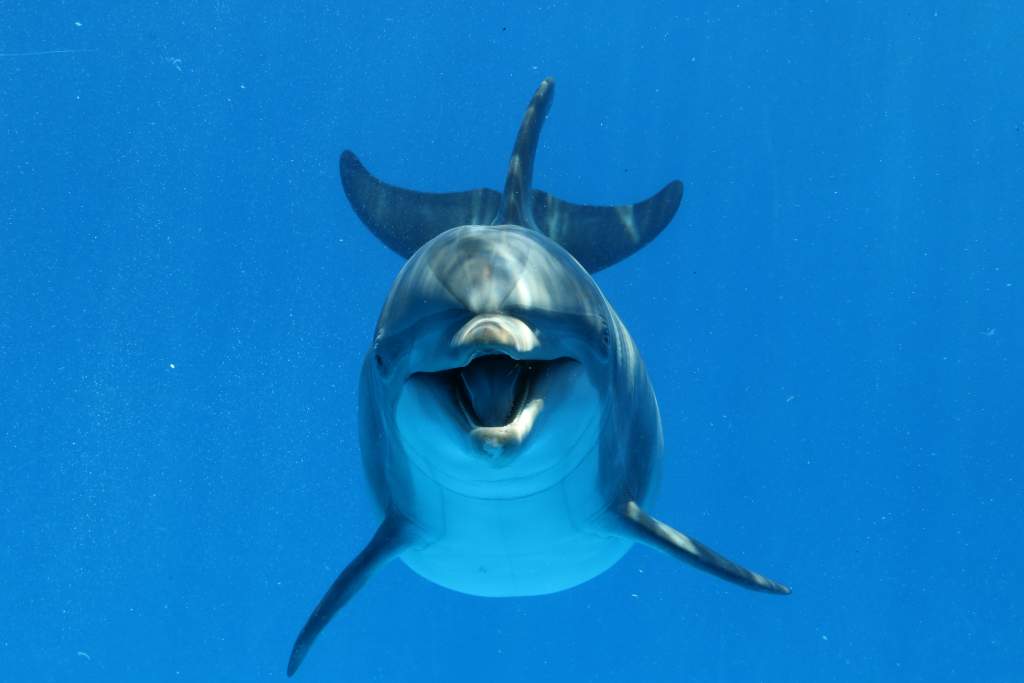 Bottlenose dolphin looks directly into the camera during the underwater photography shoot.