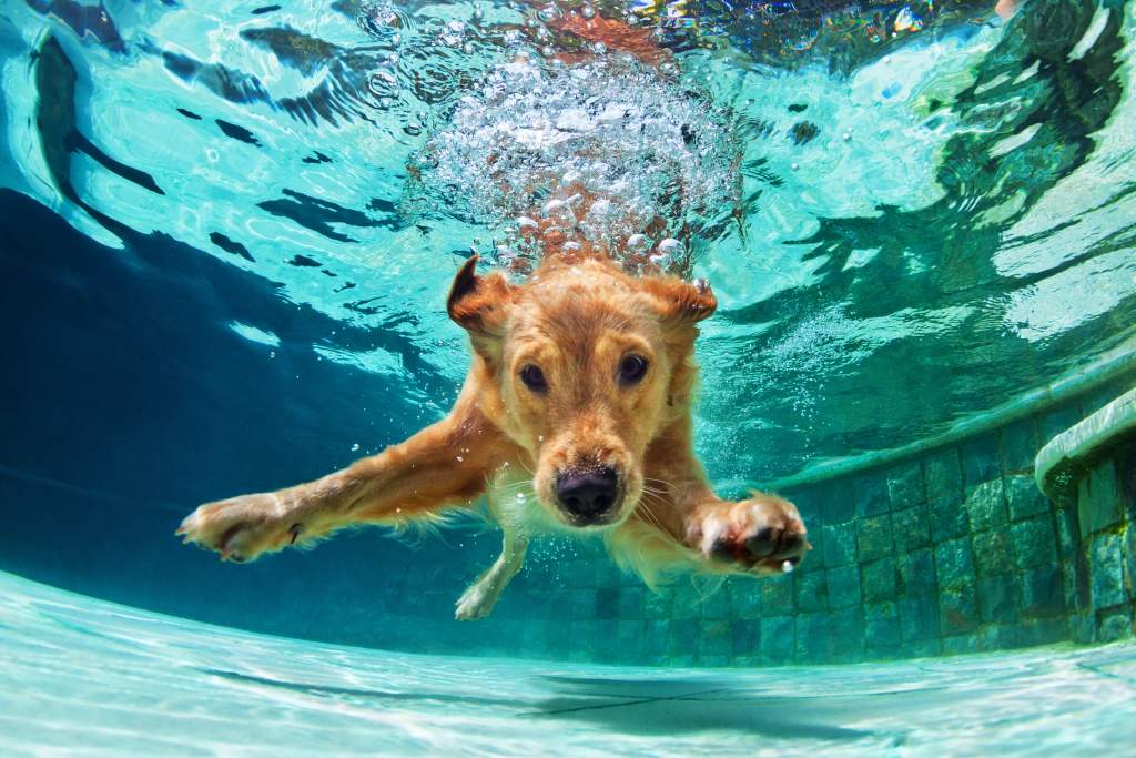 An underwater photography idea: golden labrador dives into the pool with bubbles overhead