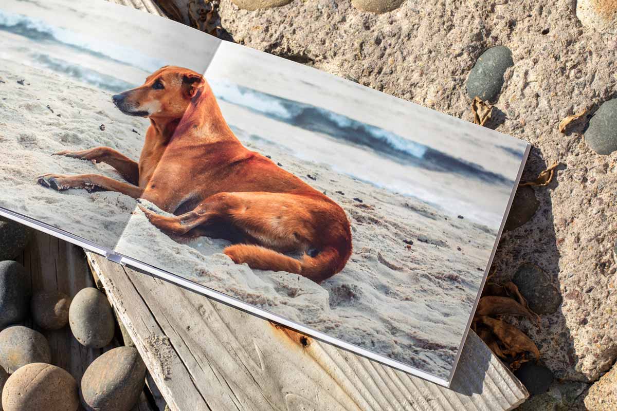 Layflat photo book showing a dog laying on the beach