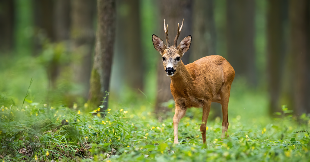 Wildlife in the foreground gives context and gives viewers a chance to see the whole environment.