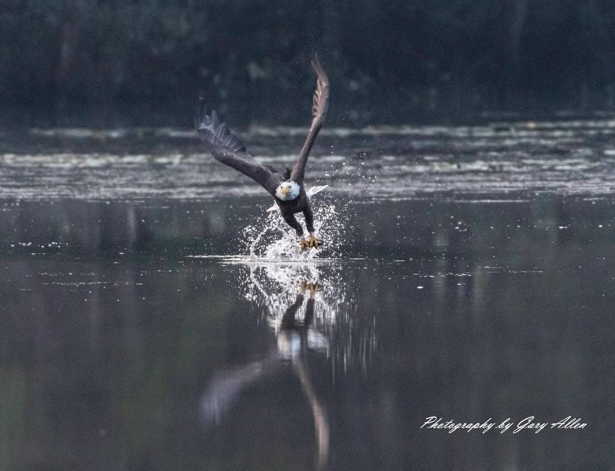 Follow Bird Photographer - Gary Allen