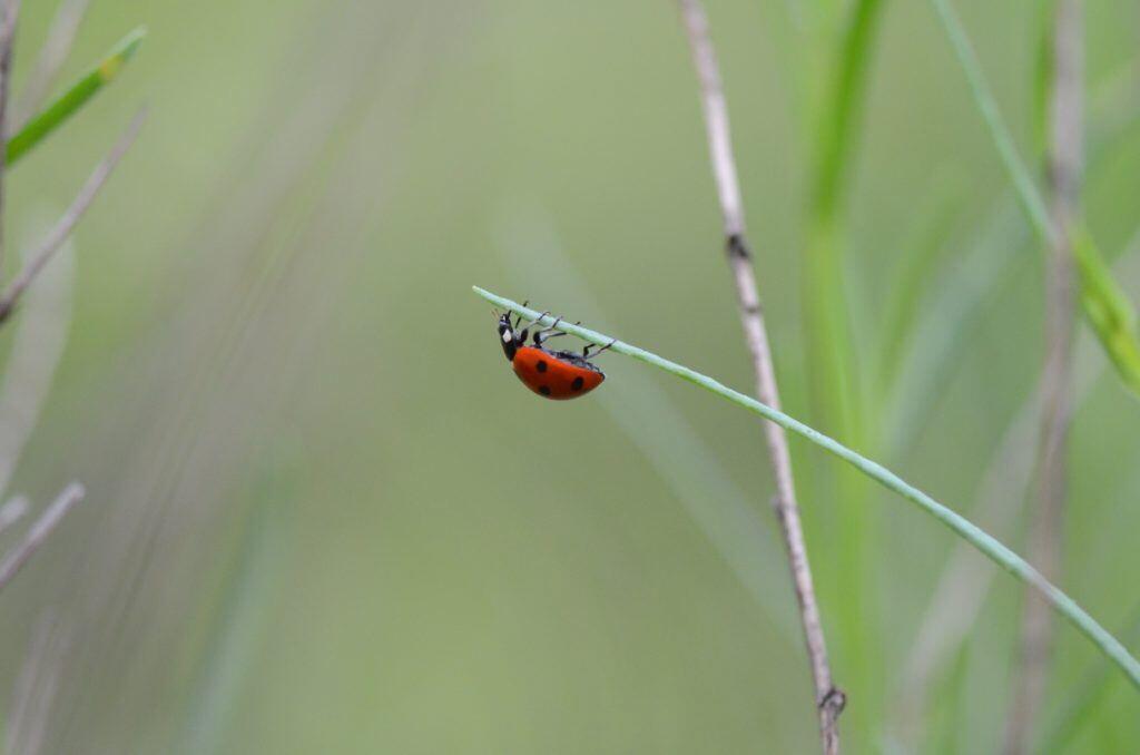 Use the rule of thirds when capturing your natural subject