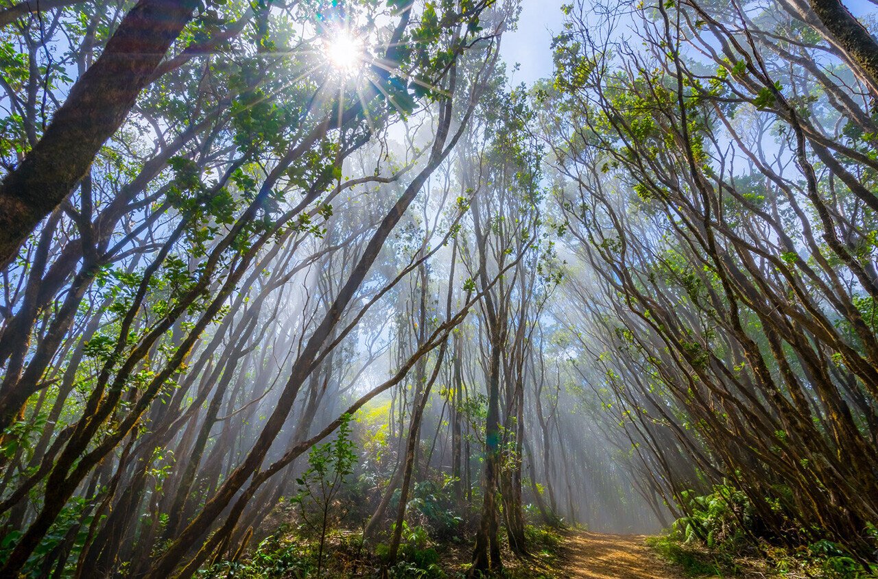 Mangrove Trees Through the Eyes of Heath Cajandig