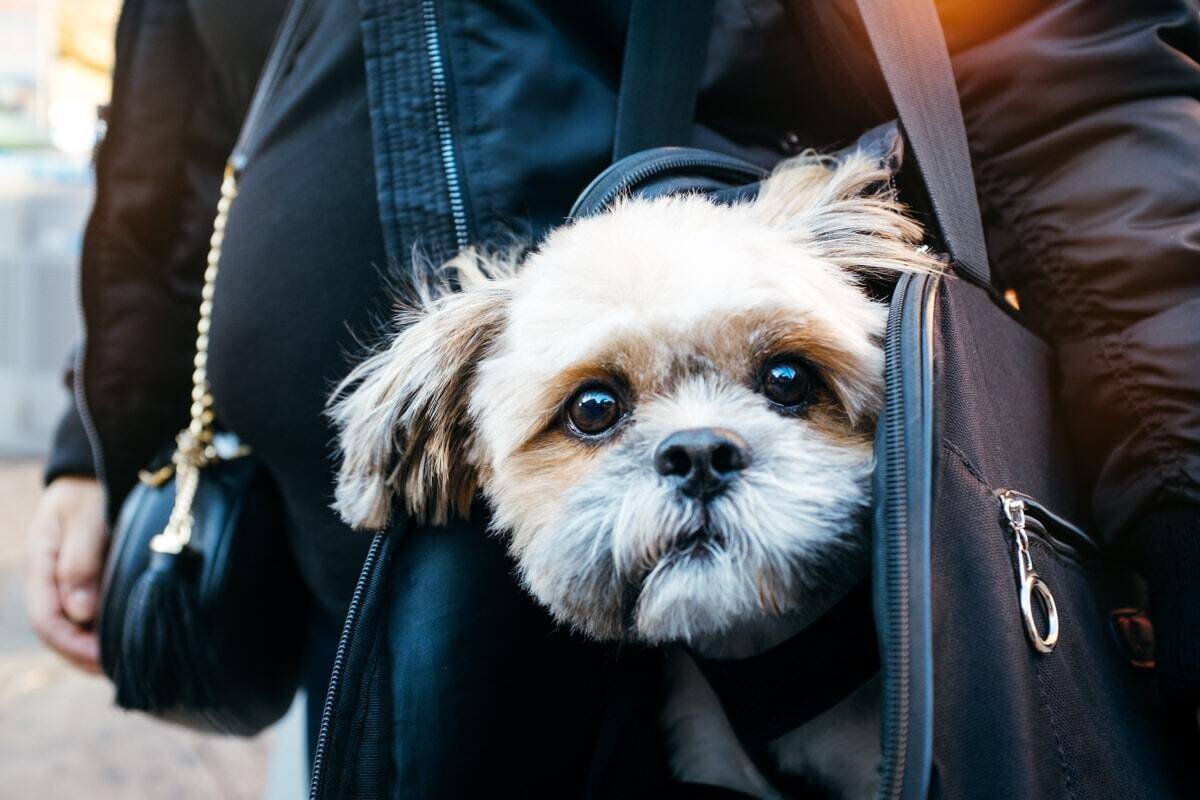 John Wells Photograph of Dog