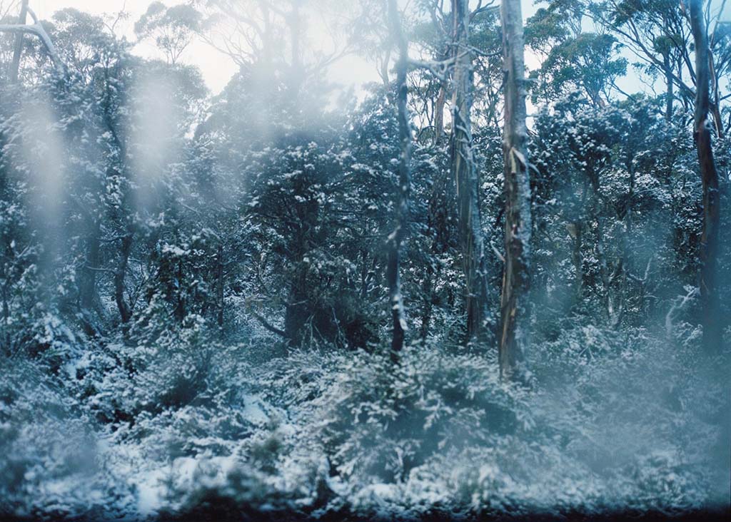 winter snow in the forest by claire newland