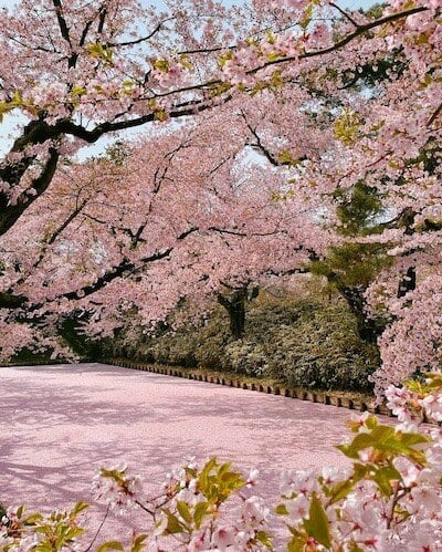 cherry blossom overload!