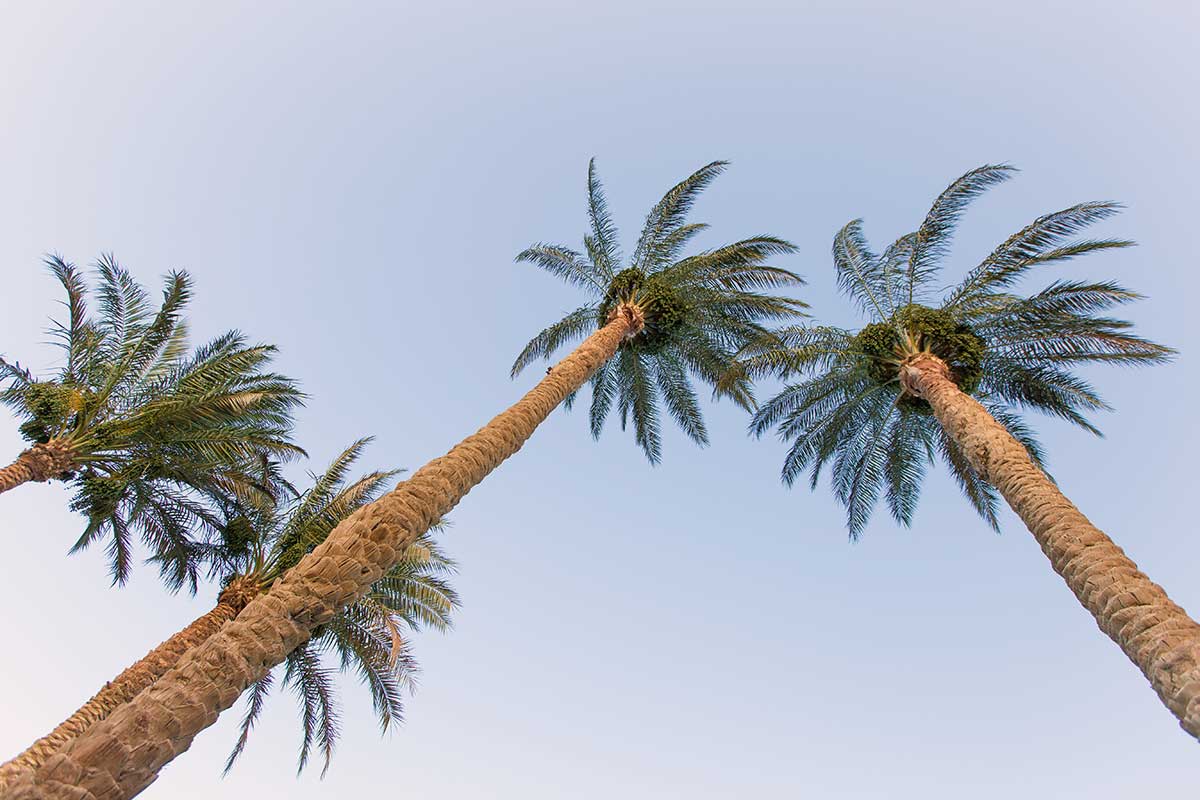 Creative angle photography of palm trees during the summer